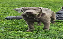 Labrador Retriever dogs for sale: Silver Luna - Image 7