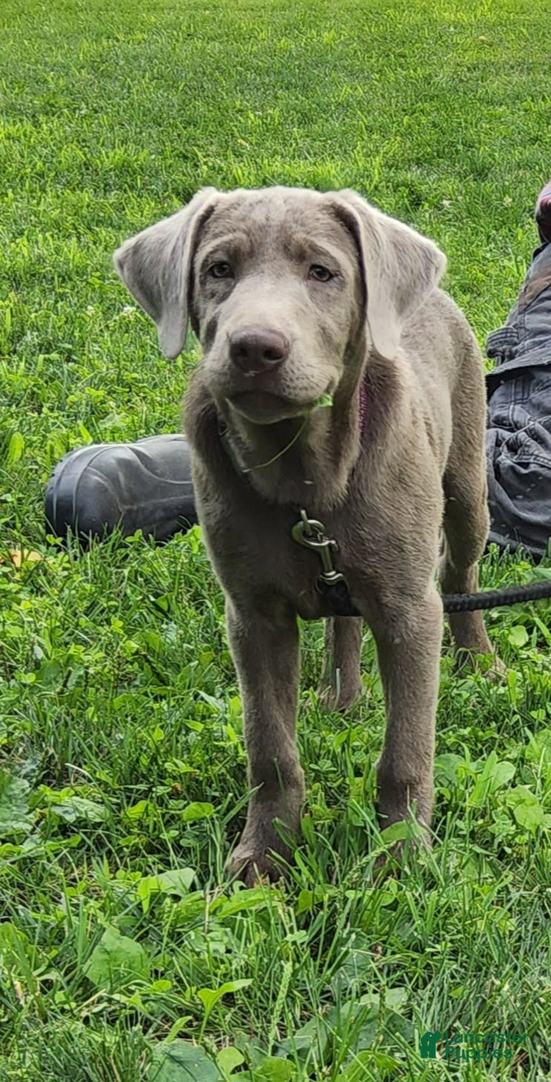 Labrador Retriever dogs for sale: Silver Luna - Image 7