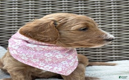 Goldendoodle dogs for sale: Virginia - Image 18