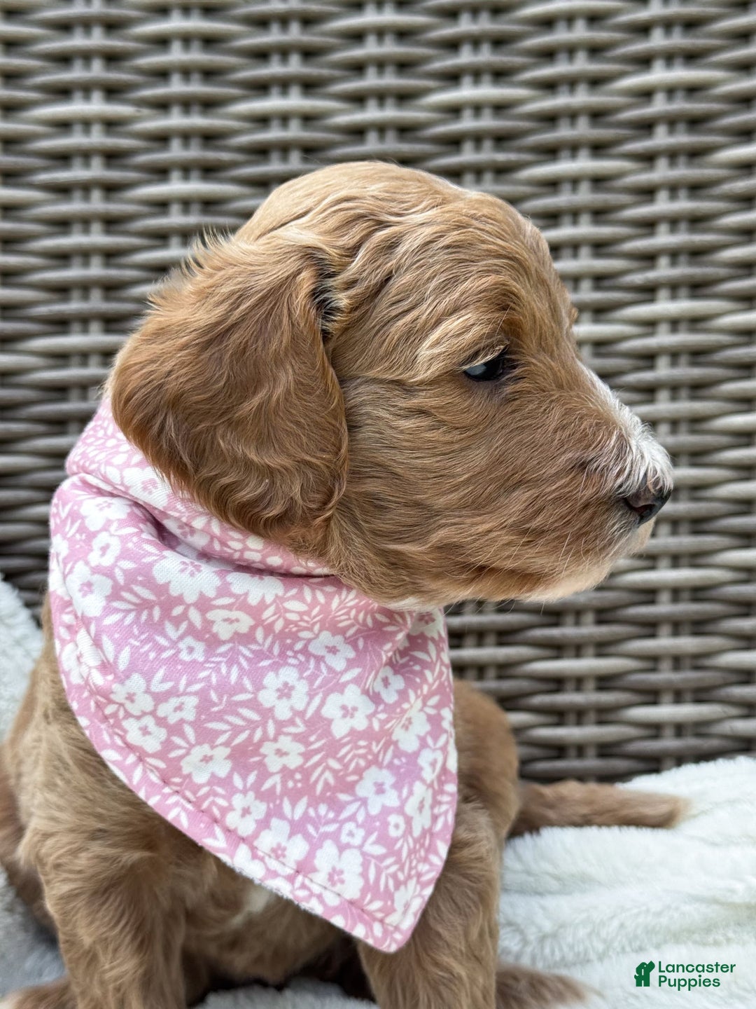 Goldendoodle dogs for sale: Virginia - Image 18