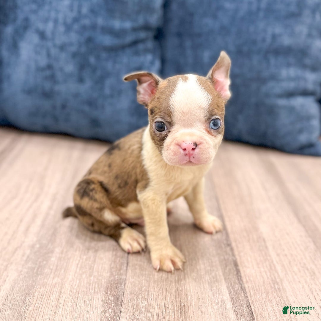 Boston Terrier dogs for sale: Ace - Image 2