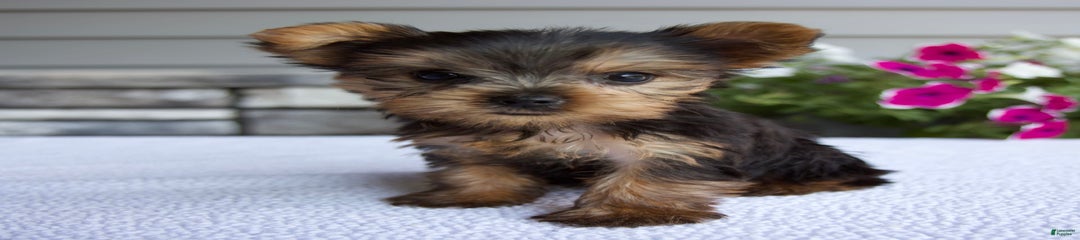 Tiny