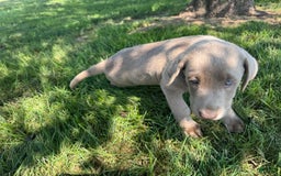 Labrador Retriever dogs for sale: Jackson - Image 2