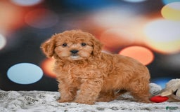 Cavapoo dogs for sale: Lance - Image 9