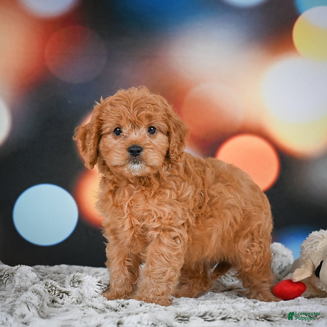 Cavapoo dogs for sale: Lance - Image 9