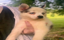 Pomsky dogs for sale: Baby Blue Eyes - Image 6
