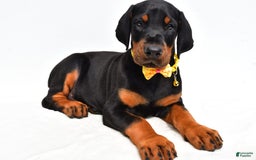 Doberman Pinscher dogs for sale: Marley - Image 2