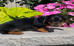 Dachshund dogs for sale: Dustin - Image 5