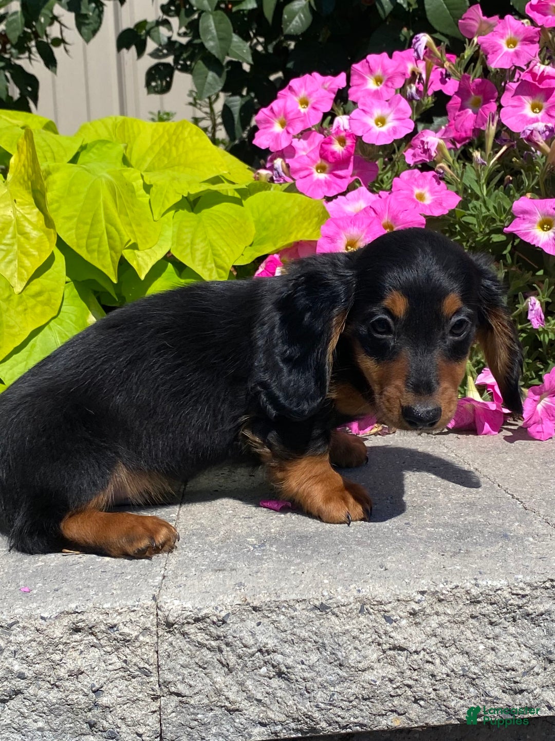 Dachshund dogs for sale: Dustin - Image 5