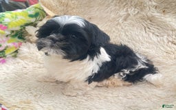 Shih Tzu dogs for sale: Itty Bitty Is A Tiny Teacup - Image 2
