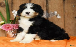 Bernedoodle dogs for sale: Doran - Image 8