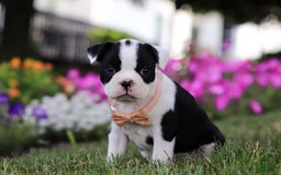 Boston Terrier dogs for sale: Sheila - Image 5