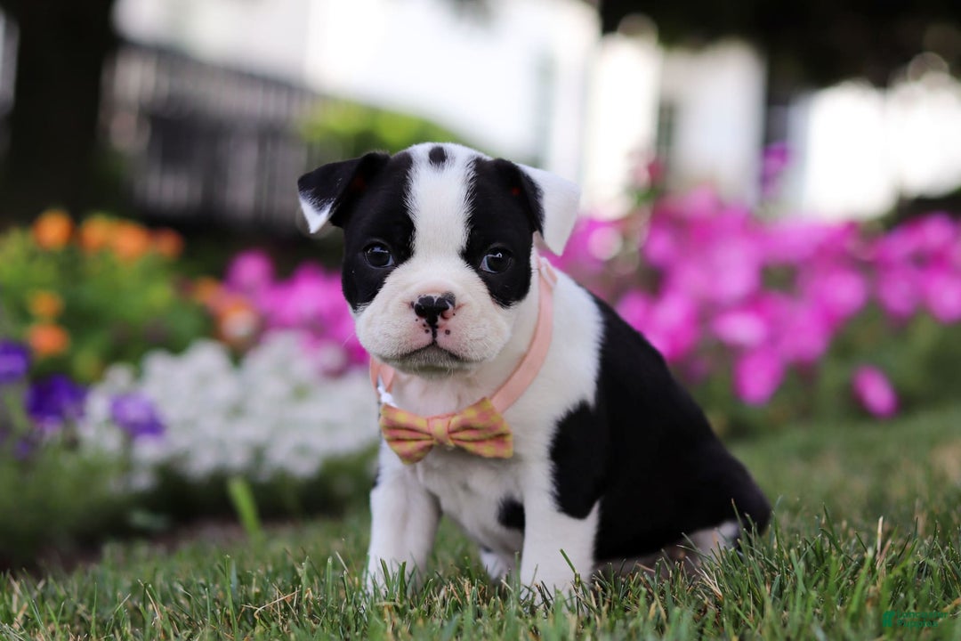 Boston Terrier dogs for sale: Sheila - Image 5