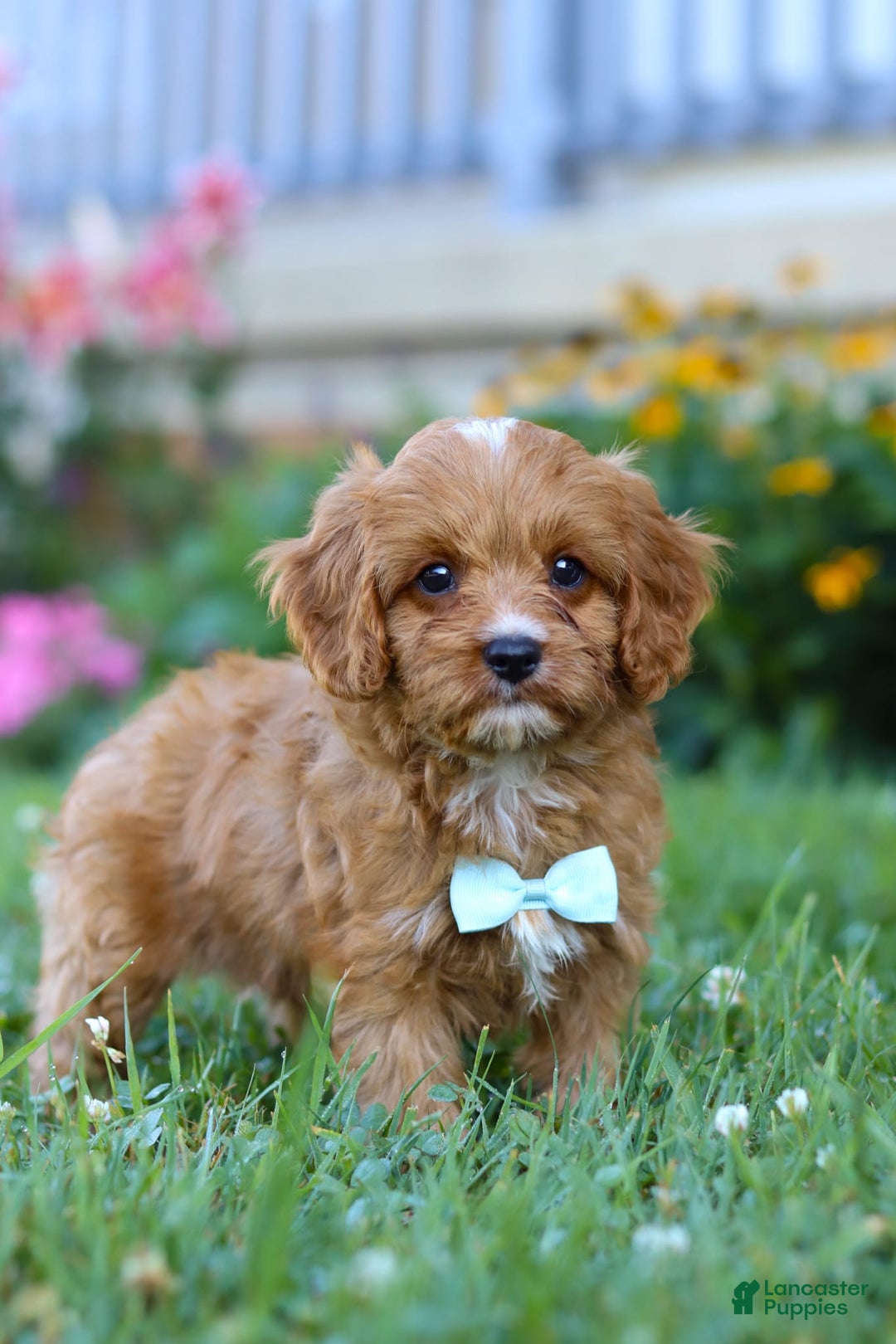 Cavapoo dogs for sale: Cavapoo 4 puppies - Image 9