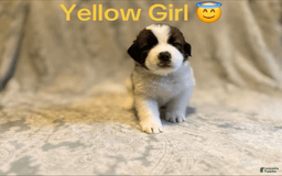 Saint Bernard dogs for sale: 14 Saints Available - Image 5