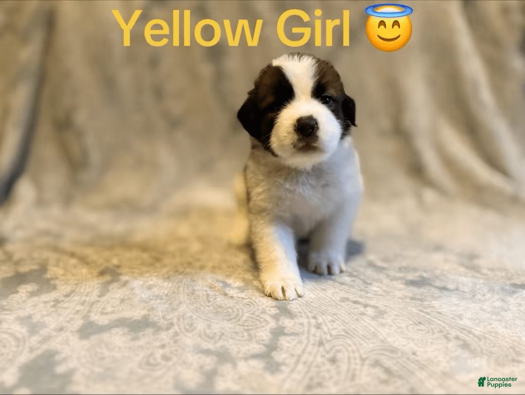 Saint Bernard dogs for sale: 14 Saints Available - Image 5