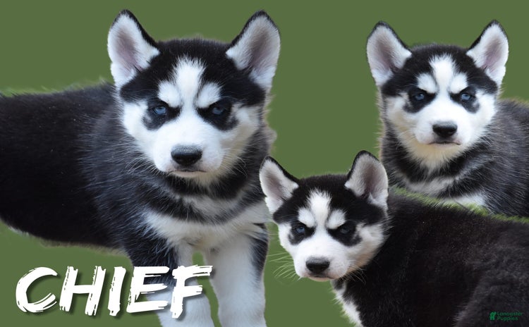 Siberian Husky dogs for sale - Ad 1