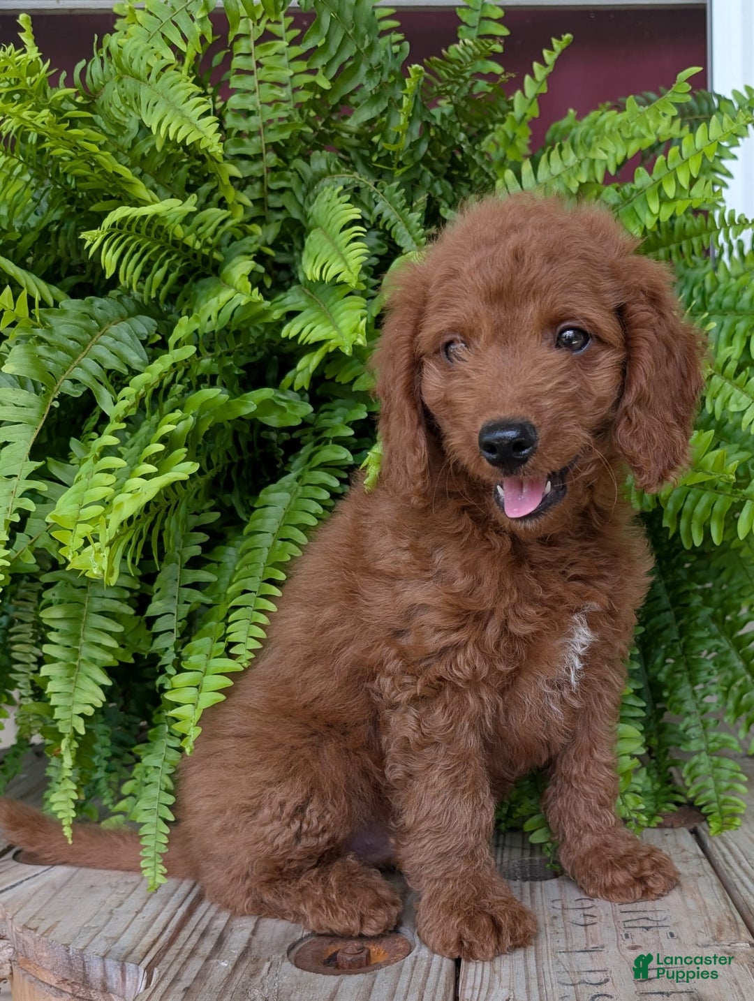 Mini Goldendoodle dogs for sale: Mini -coner - Image 7