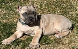 Cane Corso dogs for sale: Georgia - Image 15