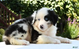 Australian Shepherd dogs for sale: Bingo - Image 9