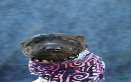 Gerberian Shepsky dogs for sale: Pink - Image 6