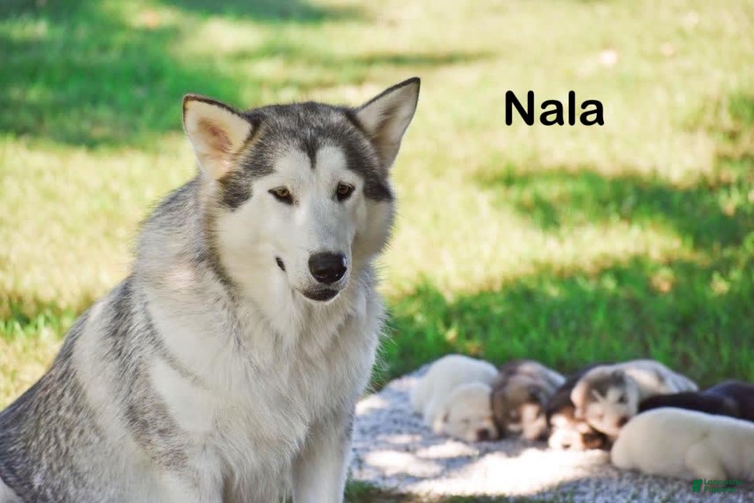 Alaskan Malamute dogs for sale: Ember - Image 2