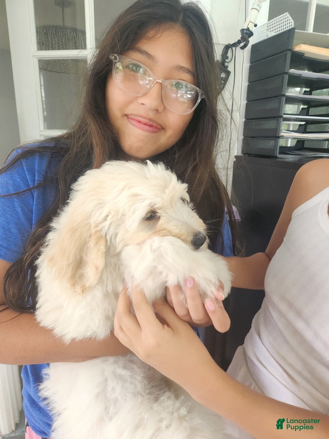 Goldendoodle dogs for sale: Cotton - Image 6