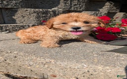 Cavapoo dogs for sale: Kylo - Image 13