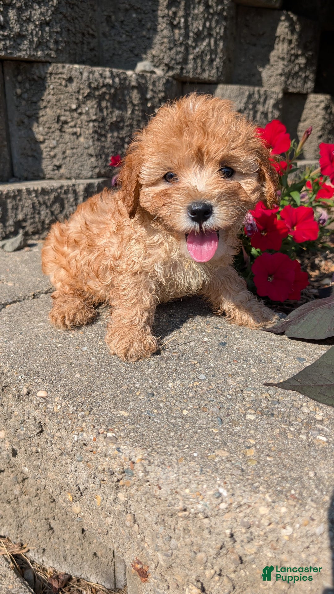 Cavapoo dogs for sale: Kylo - Image 13
