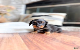 Miniature Dachshund dogs for sale: Thomas - Image 2