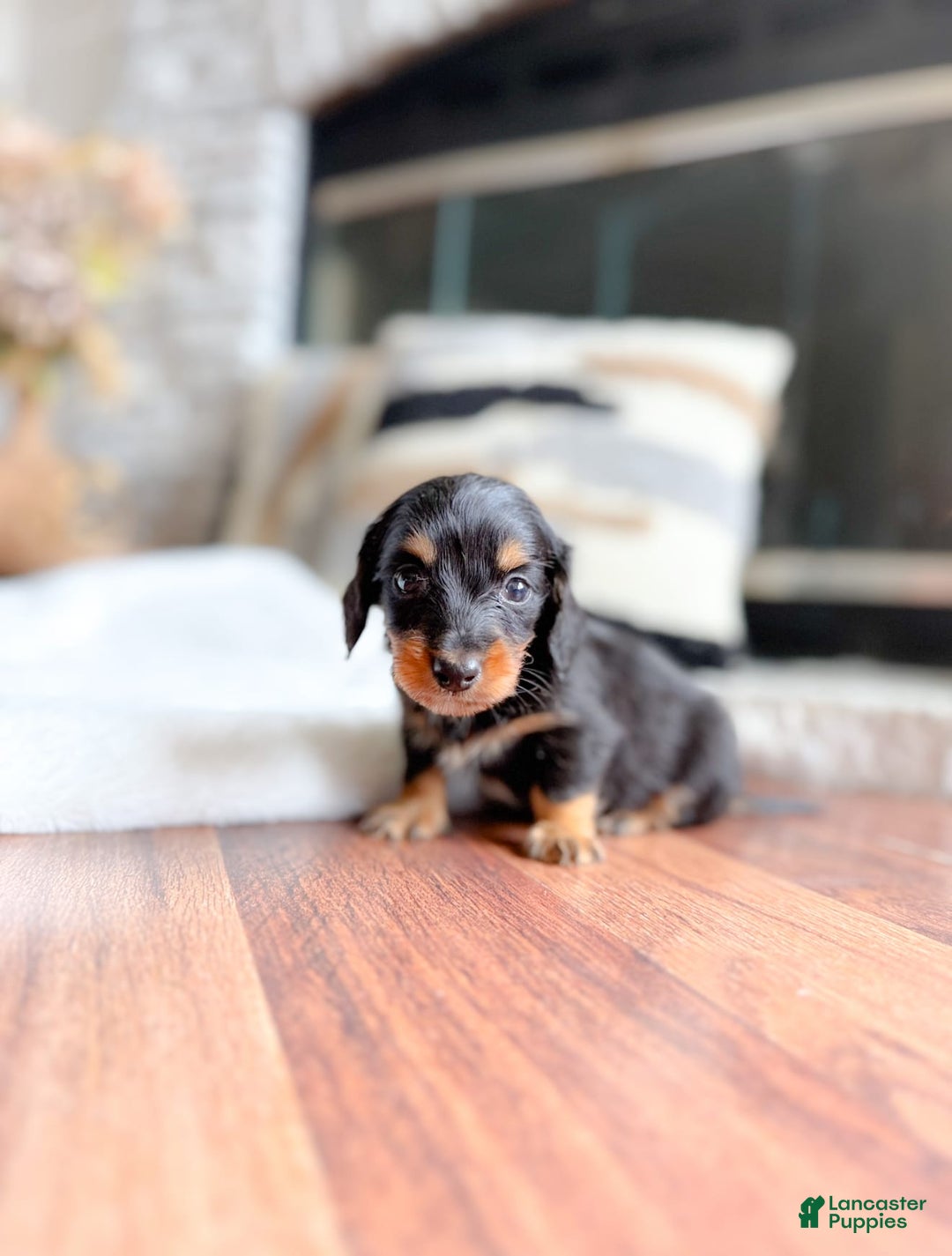 Miniature Dachshund dogs for sale: Thomas - Image 2