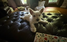 West Highland Terrier dogs for sale: Leo - Image 6
