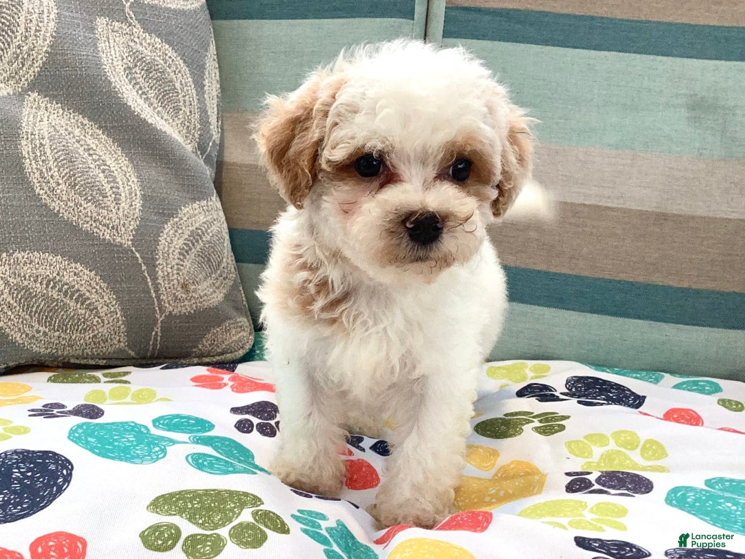 Havapoo dogs for sale: Casey - Image 3