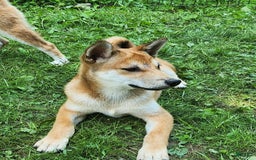 Shiba Inu dogs for sale: Shiba Puppy - Image 11