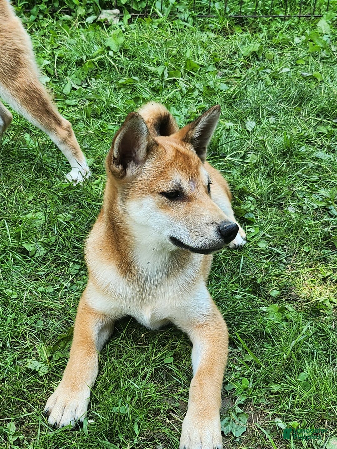 Shiba Inu dogs for sale: Shiba Puppy - Image 11