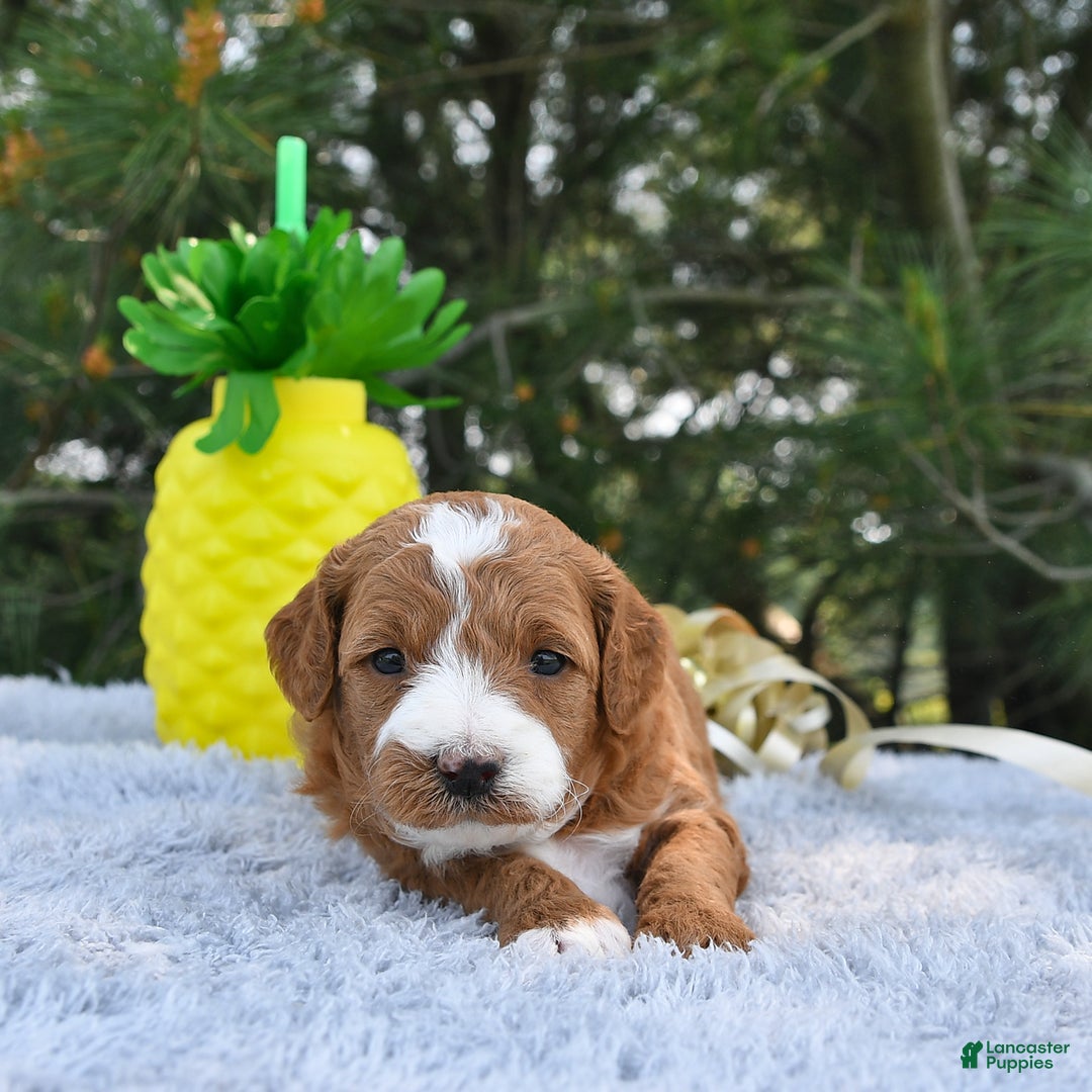 Mini Goldendoodle dogs for sale: Emma - Image 25