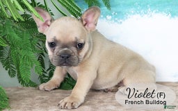 French Bulldog dogs for sale: French Bulldog 6 puppies - Image 8