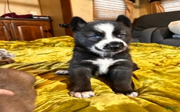 Gerberian Shepsky dogs for sale: Panda Bear - Image 3