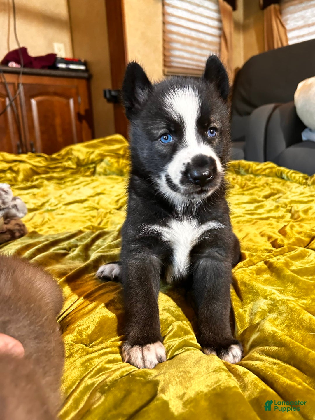 Gerberian Shepsky dogs for sale: Panda Bear - Image 3