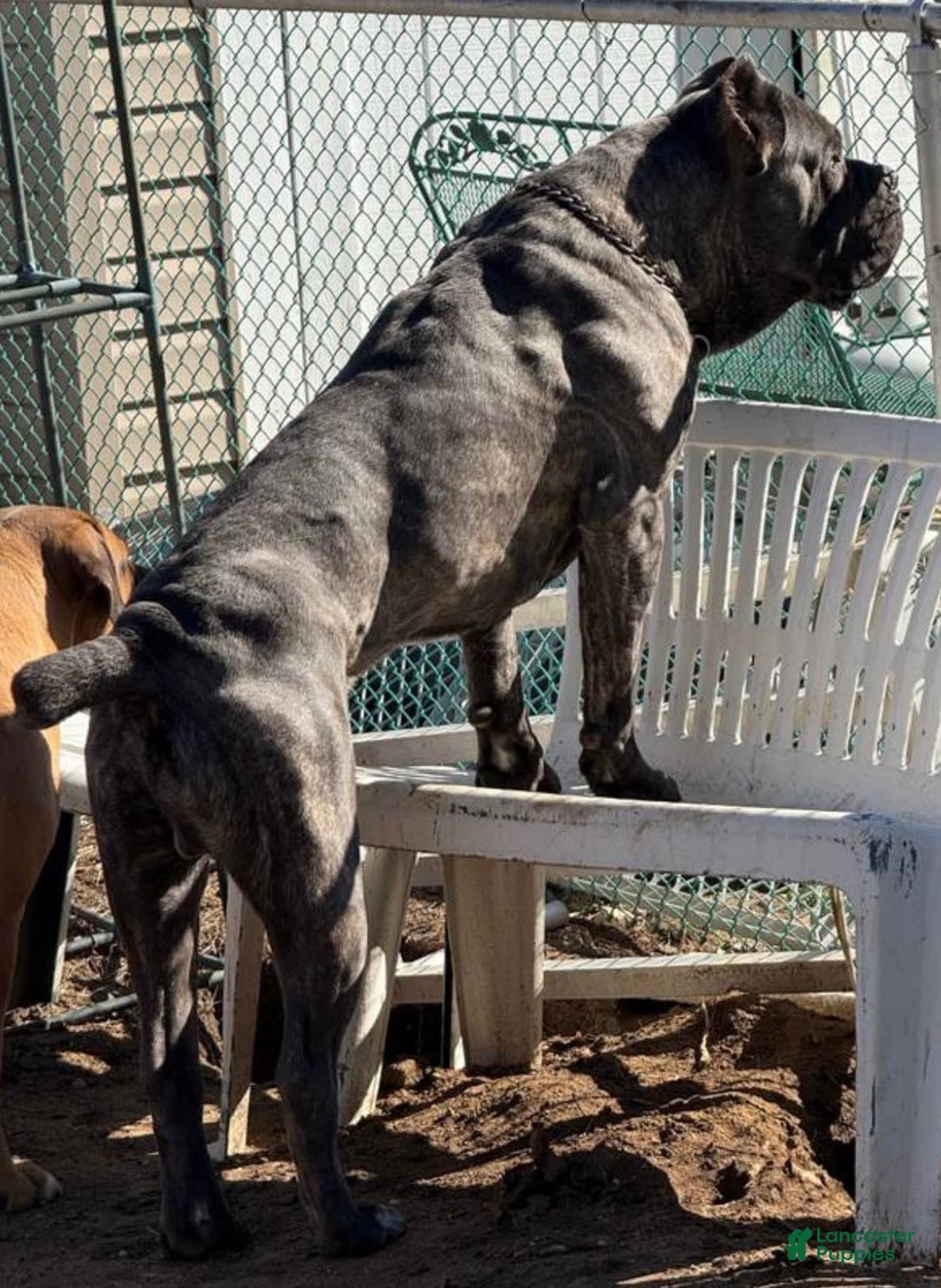 Cane Corso dogs for sale: Mostro - Image 3