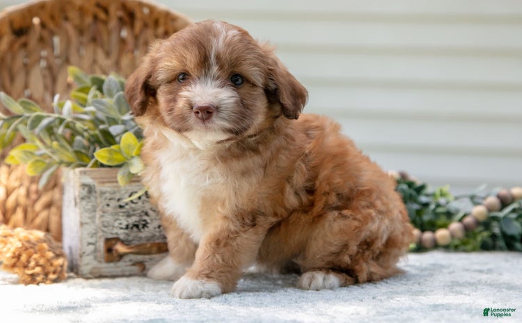 Mini Aussiedoodle dogs - Advert 19