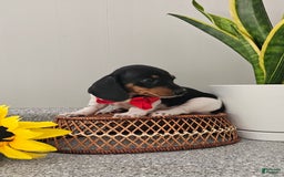 Dachshund dogs for sale: Lil Peanut - Image 30