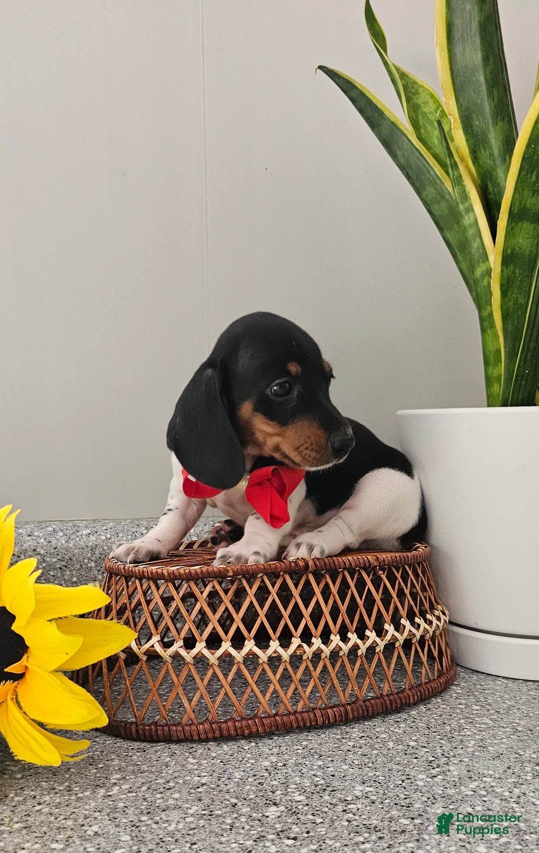 Dachshund dogs for sale: Lil Peanut - Image 30