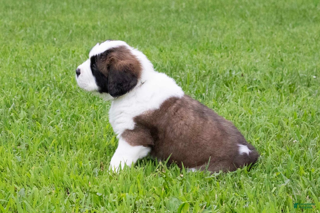 Saint Bernard dogs for sale: Holly - Image 8