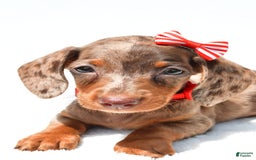 Miniature Dachshund dogs for sale: Logan - Image 5