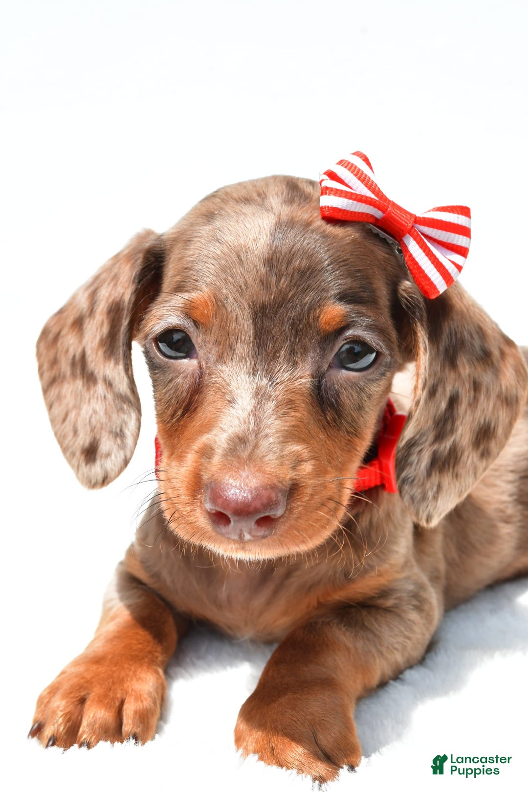 Miniature Dachshund dogs for sale: Logan - Image 5