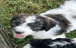 Standard Poodle dogs for sale: Skeeter - Image 1