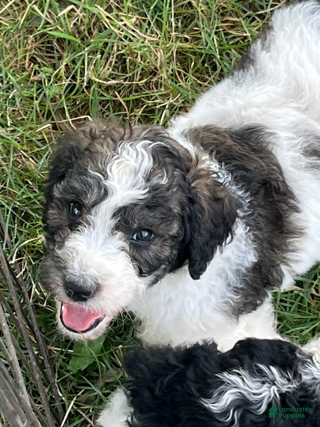 Standard Poodle dogs for sale: Skeeter - Image 1