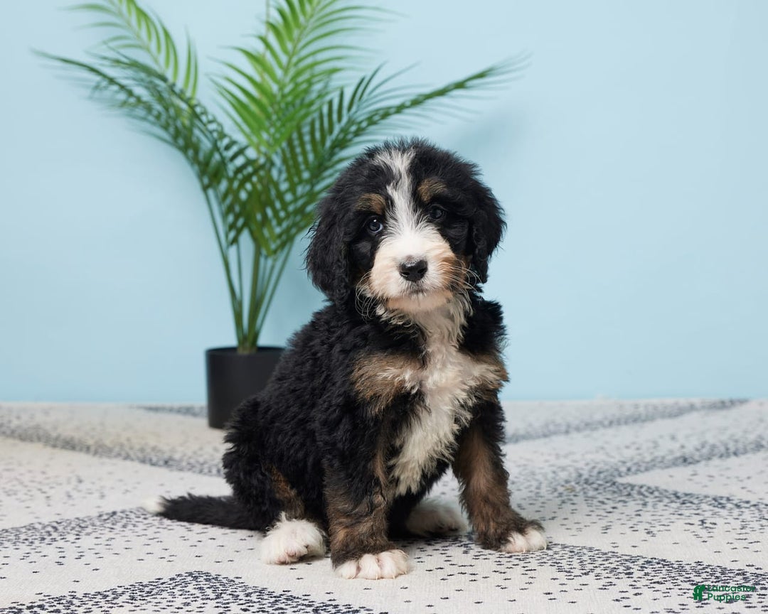 Bernedoodle dogs for sale: Chloe - Image 3