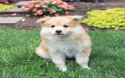Pomsky dogs for sale: Harley - Image 2
